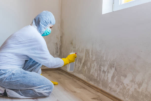 Licensed Attic Mold Removal service in Newton, NJ - WQB Mold Removal
