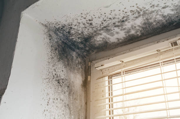 Affordable Attic Mold Removal solutions in Newton, NJ